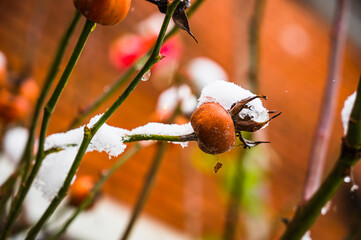 A beautiful selective focus shot of a red rosebud covered with snow