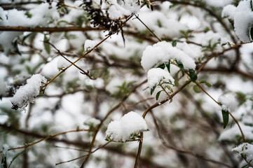 A shot of tree branches covered with snow