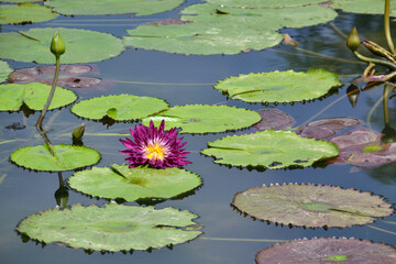 China, Taiwan, pond in the park with water lilies