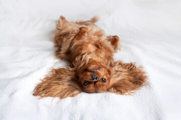 Funny dog, cavalier spaniel relaxing on bed