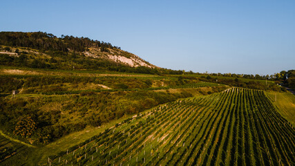 Fototapeta premium Aerial view of vineyards located in South Moravia captured during a sunny late afternoon.