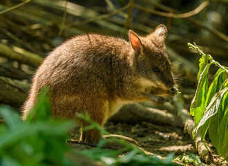 red-necked wallaby or Bennett's wallaby (Macropus rufogriseus) eating leaves © Petr