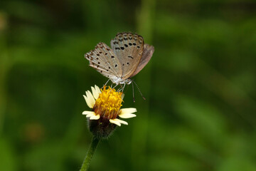 Lesser Grass Blue, Zizina otis, Panna, Madhya Pradesh, India