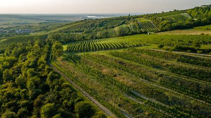 Fototapeta na wymiar Aerial view of vineyards located in South Moravia captured during a sunny late afternoon.