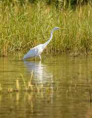 great egret (Ardea alba) alias common, large or great white egret or heron wading in pond