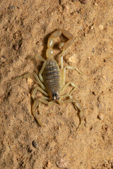 Scorpion, Buthacus sp., Desert National Park, Rajasthan, India