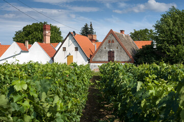 Old winery building in vineyard