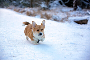 Cute corgi dog walking in a winter park