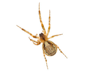 Missing sector orb weaver spider isolated on white background, Zygiella x-notata