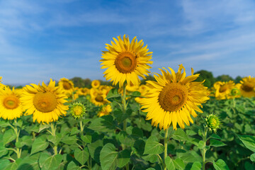Blooming sunflowers on natural background
