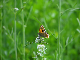 Small copper butterfly, Lycaena phlaeas.