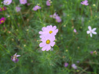 Obraz premium Close-up of flowers and colorful flower fields. In the daytime