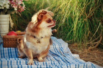 chihuahua puppy in the garden