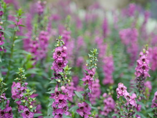 Close-up of flowers and colorful flower fields. In the daytime