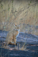 Jungle Cat, Felis chaus, Panna Tiger Reserve, Madhya Pradesh, India
