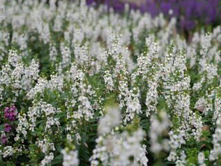 Close-up of flowers and colorful flower fields. In the daytime