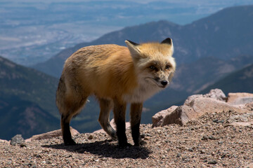 red fox in the mountains