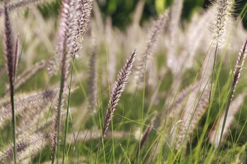 Fototapeta premium lavender field in the wind