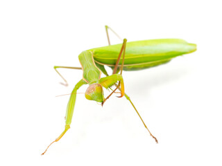 Praying mantis isolated on white background, Mantis religiosa