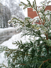 mobile photography: frozen fir branch coating with ice, freezing rain in winter, many icicles on spruce leaves