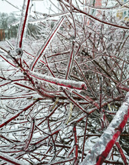 mobile photography: tree branches covered with ice closeup, freezing rain in winter, frozen trees in city park