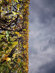 a graphic view at the plant garden in winter, with yellow and green branches and grey sky