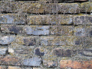 The picture of the stone wall with roots inserted in the nook and green leaves. Suitable for making wallpapers