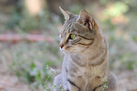Profile view photo of a cat sitting in the garden