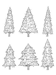 hand drawn side view Pine tree vector set.