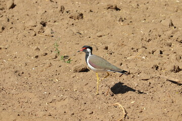 A Red-wattled Lapwing bird walking in the field