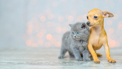 A gray fluffy kitten and a small puppy sitting on the floor of the house against the background of lights.