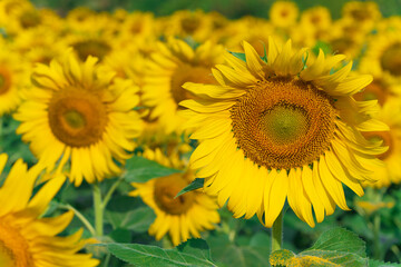Blooming sunflowers natural background