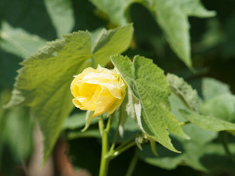 (Abutilon x hybridum) Abutilon hybride ou érable d'appartement à fleur jaune lumineuse pendante en lanterne