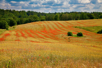 Blooming field in Lithuania