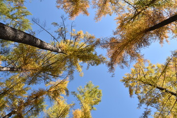 Obraz premium Lärchenwald im Herbst