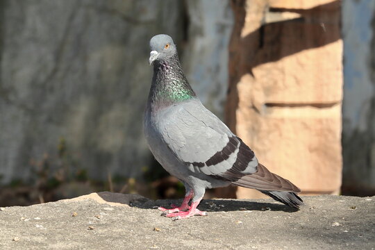 A pigeon bird sitting on a rock