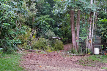 Fallen tree on dirt road near Kuranda in Tropical North Queensland. Australia