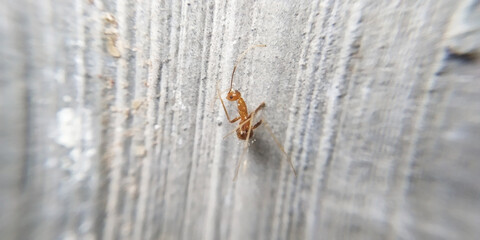 The image focuses on the dead red ant hanging on the wall.