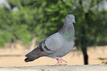 A dove bird walking on a rock