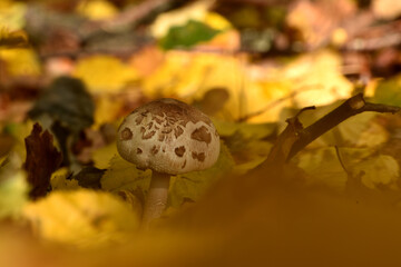 Pilz im Herbstlaub
