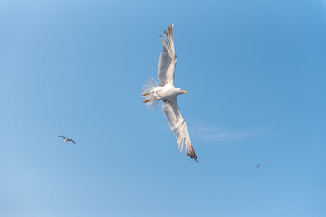 A seagull in flight