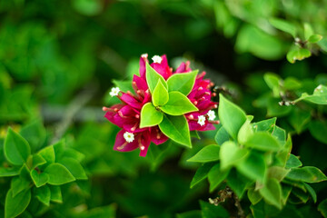 red and white flowers