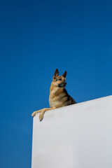 A german shepherd dog sitting on a roof of a house white wall looking in the distance
