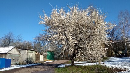 ... snow fell when it was no longer expected. Small Vystorop. Spring. 2020.04.15_07:44:18