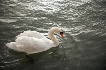 A swan in the water