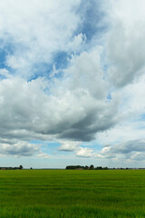 Fototapeta na wymiar Agricultural green field to the horizon. Sunny bright day with clouds in the sky