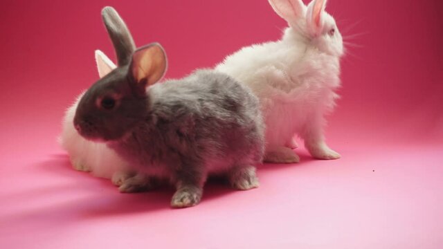 three rabbits sitting on a pink background
