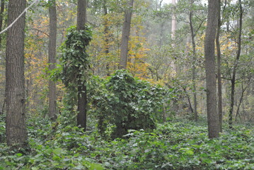 Wald Natur Wurzeln Baum Blätter Grün Pflanzen