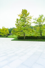 A square with ginkgo trees