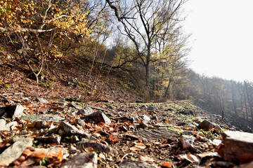 Rosselhalde im Nationalpark Hunsrück-Hochwald